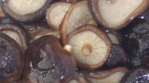 Funghi Shitake